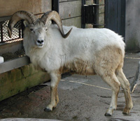 big horn sheep